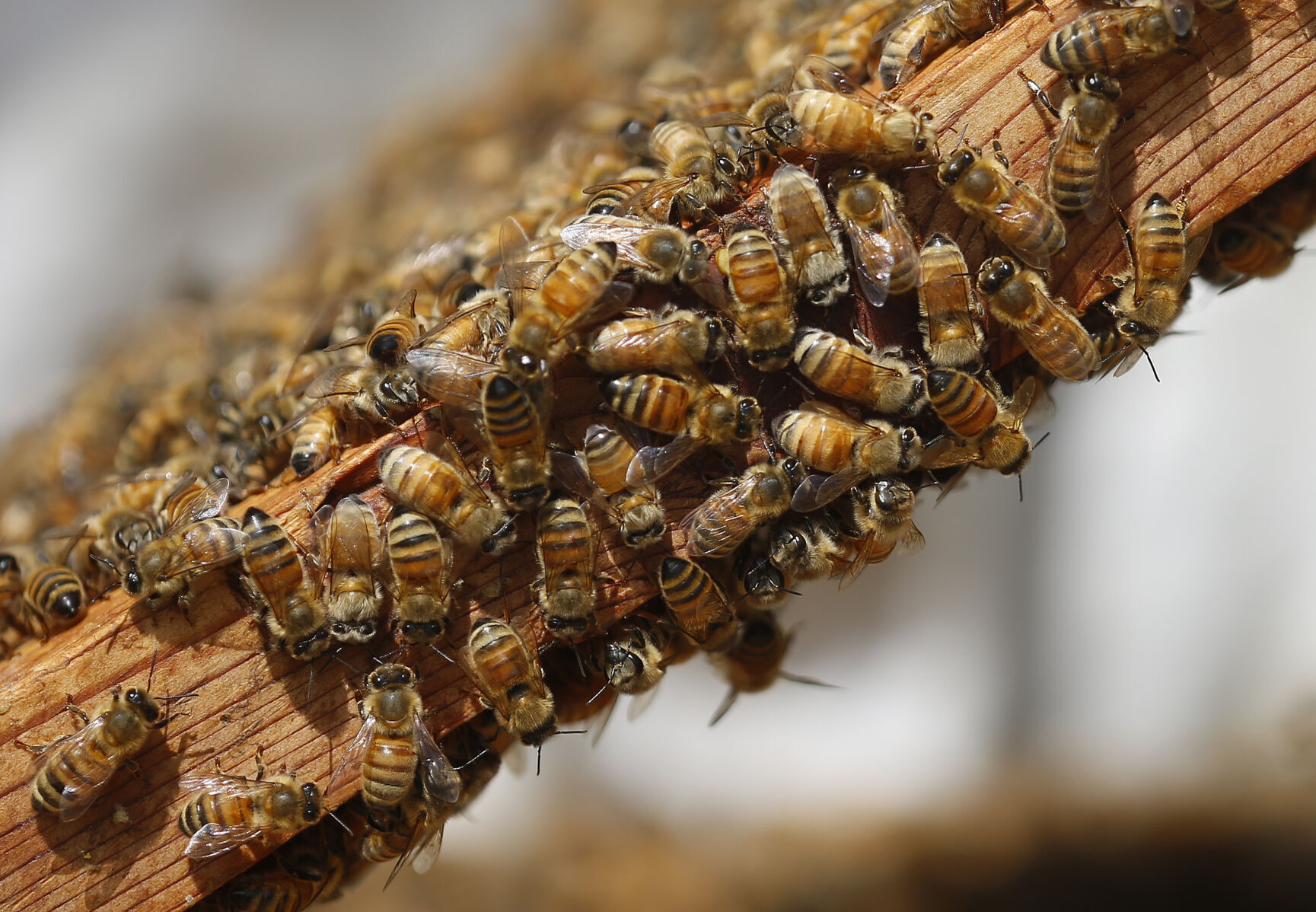 world bee day